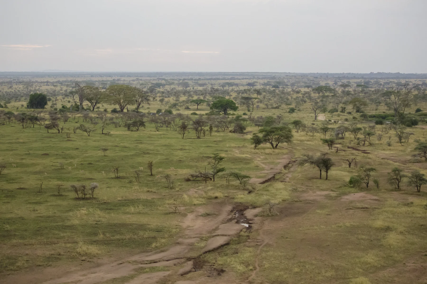 A winding track through the Serengeti landscape